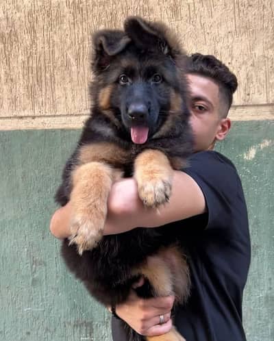 German Shepherd puppy | Long Coat puppies | Dog For Sale | GSD