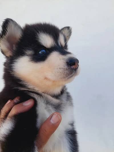 Siberian Husky Puppy |  Husky dog | Wolly coat | Dog Puppies sale