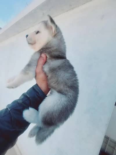 Siberian Husky Puppy |  Husky dog | Wolly coat | Dog Puppies sale