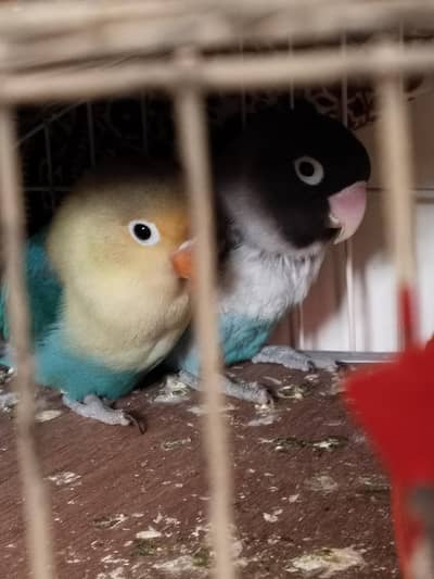 Healthy Love Birds Pair For Sale