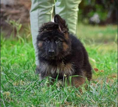 German Shepherd puppy | Long Coat puppies | Dog For Sale | GSD