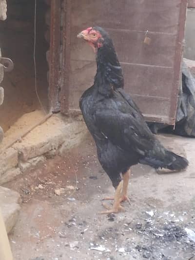 aseel Madi for sale bohat hi achi Madi first time breed karay gi heat