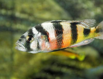 zebra obliquidens pair