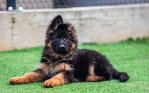 German Shepherd puppy | Long Coat puppies | Dog For Sale | GSD