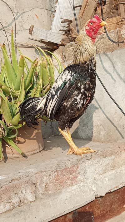 Aseel Morga For Sale