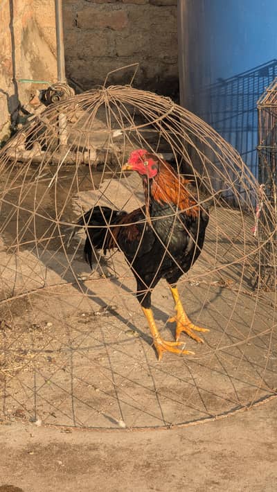 Aseel Mainwali Murga