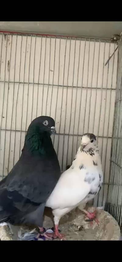 kabli pigeons