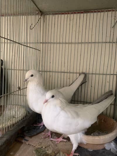 kabli pigeons