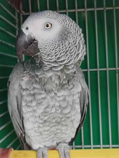 Grey Parrot Female