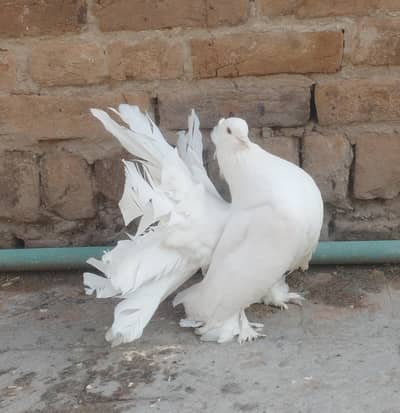 american 4 piece  ,,price per piece