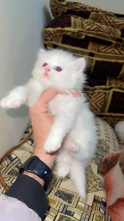 White persion kitten triple cod