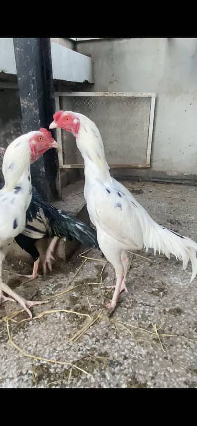 Aseel Pair, Chicks, Male & Female for sale.