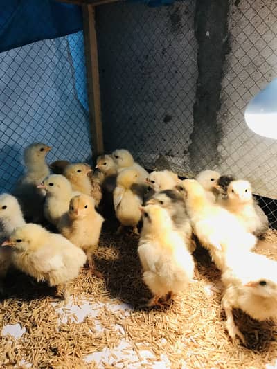 White/ Golden/ Black/ Heavy cochin chick