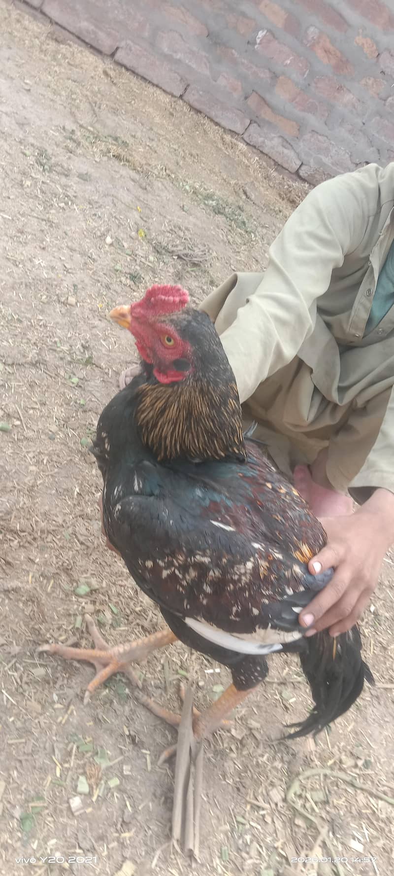 لاکھا اصیل مرغا اور ساوا اصیل مرغے 2