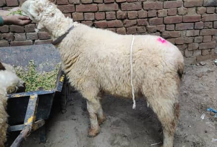 Mundra for sale Qurbani 2026 Ghr k palay