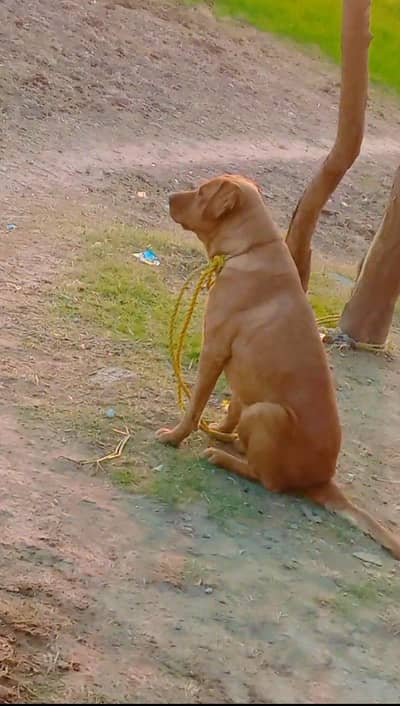 Labra Dog Age 14 Month Family Dog