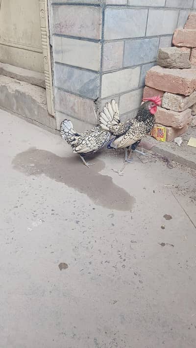 Silver sebright pair