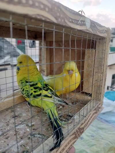 exhibition budgies parrot