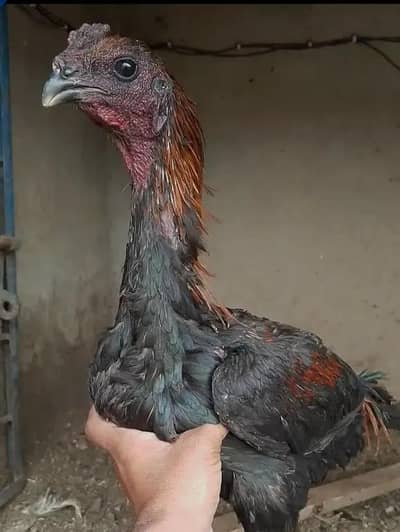 dragon pair black skin black body