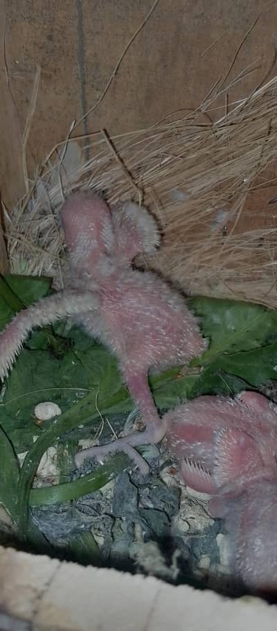 love bird chicks