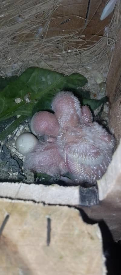 love bird chicks