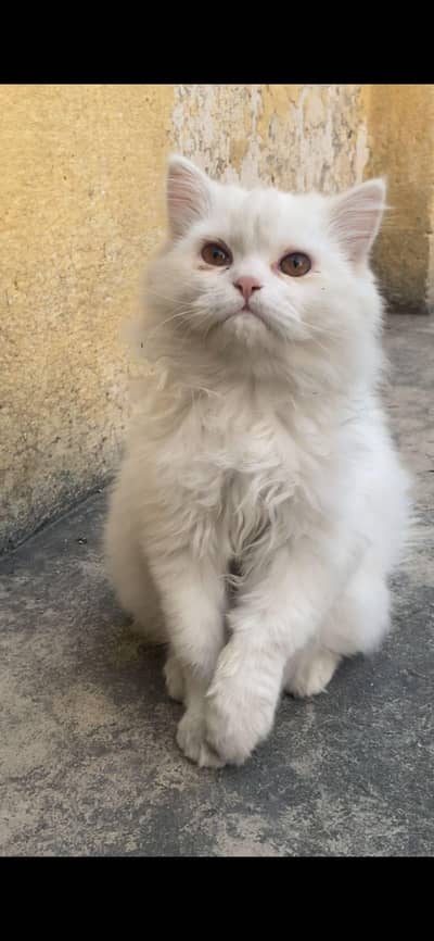 Persian cat