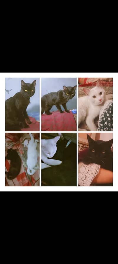 CAT/CATS/CATS IN LAHORE/STRAY CATS