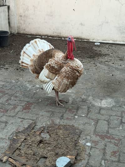 Turkey pair and chicks for sale