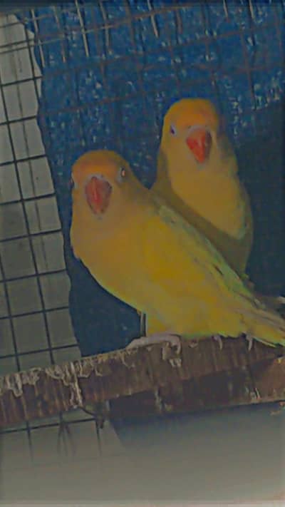 Cremino breeder pair for sale