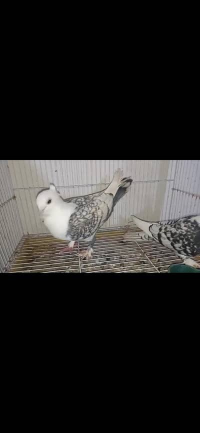 sentinent breeder male 3044349027