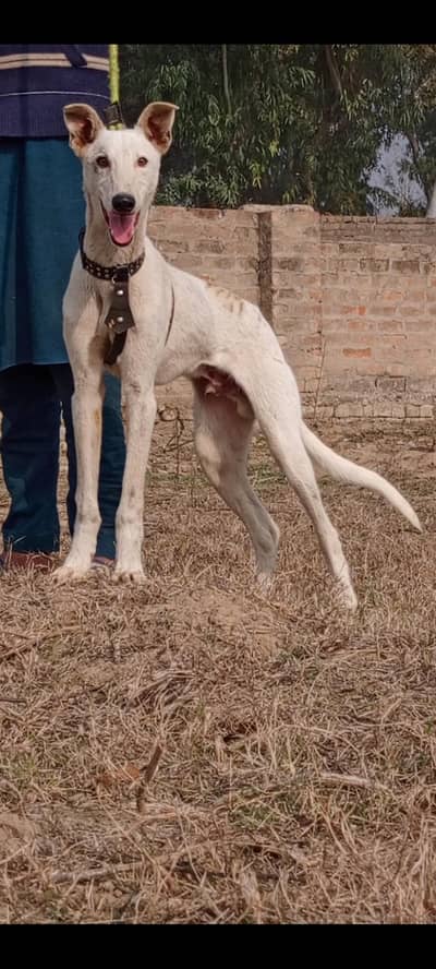 tazi mail 5 month for sale