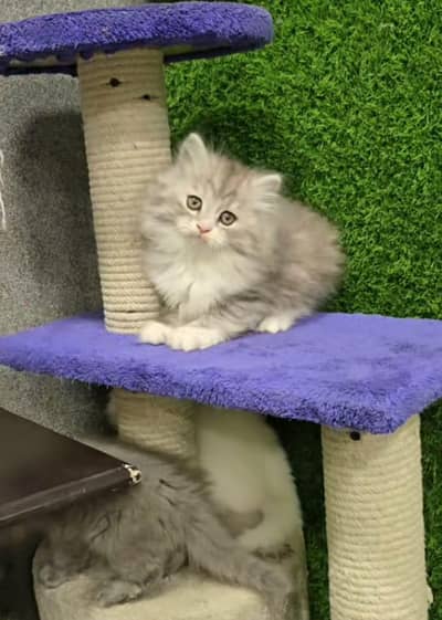 Persian | Cat | baby | kittens | 3 kot ʘƷ4ʘ58Ξ786Ξ97ωᗩŤ$P low price