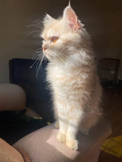 Beautiful Fawn Persian Female for Sale 