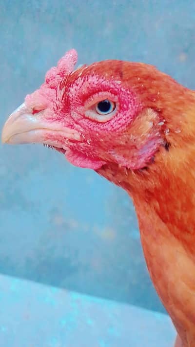 Aseel hens available