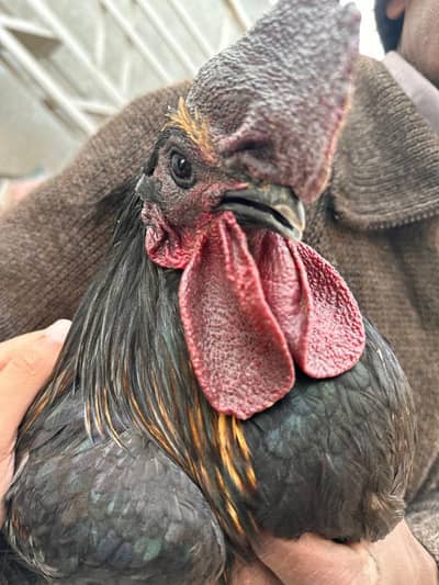 Ayam Cemani Pair and Fancy Hen