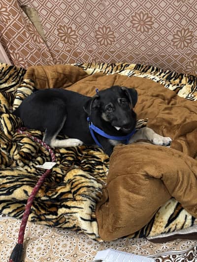 German Shepherd Puppy for Sale