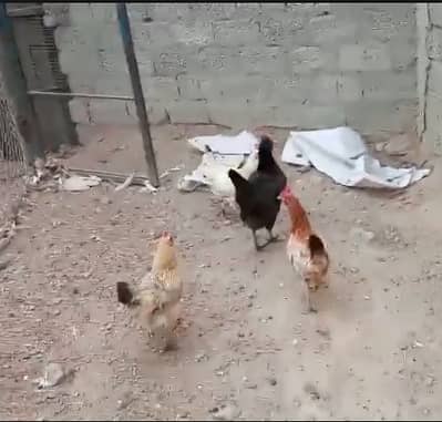 desi murghi /golden misri / lohmann brown hen / desi hen / دیسی مرغی