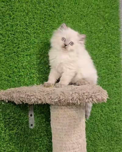 Persian | Cat | baby | kittens | 3 kot ʘƷ4ʘ58Ξ786Ξ97ωᗩŤ$P low price