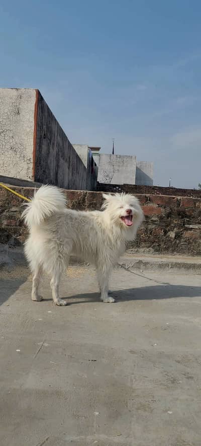 plz buy my pistes dog male