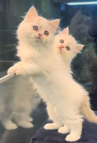 Persian | Cat | baby | kittens | 3 kot ʘƷ4ʘ58Ξ786Ξ97ωᗩŤ$P low price
