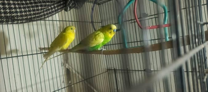 Australian parrots home adult pair