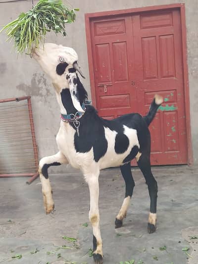 Goat | Bkra | Bkri | Makhi cheni Goat | Nagra Betal | Goat For Sale
