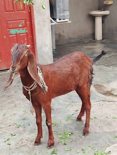 nagari paath For Sale  dedh mah ki gaban 32 heith 45 din ki Gaban