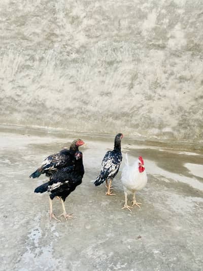 3 Aseel Chicks , 1 male + 2 female + 1 Farmi