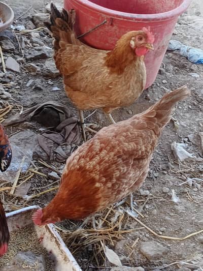 ando wli desi hens for sale