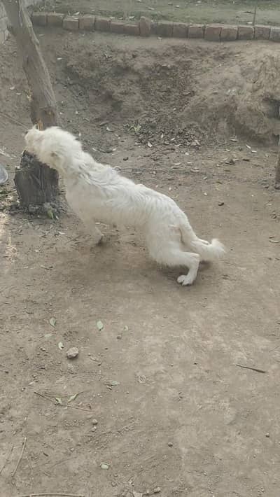 dog male 03137253288