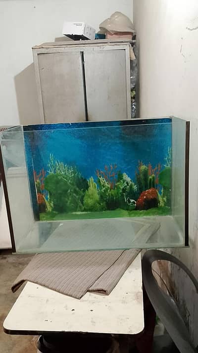 fish equriam large size