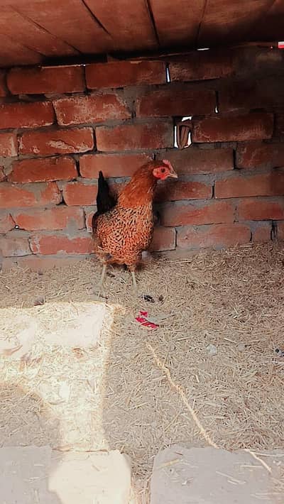 Golden Misri Female alla quality Egg deti h daily mashahalllah