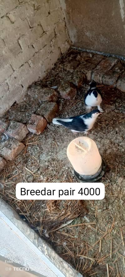fancy breeadr pair for sale