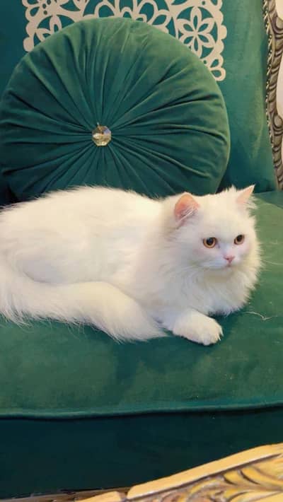 Persian cat for sale